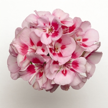 Pelargonium x hortorum 'Pink Sizzle' 