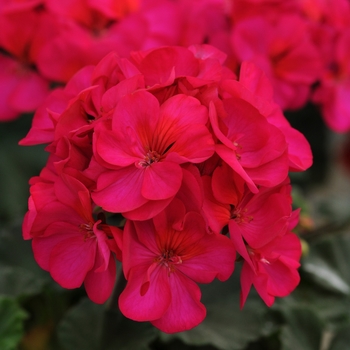 Pelargonium x hortorum 'Violet' 