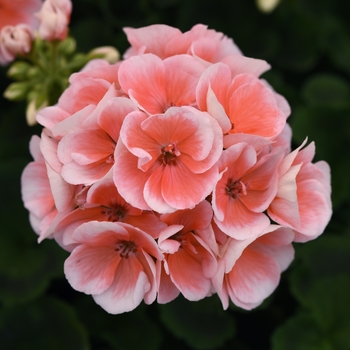 Pelargonium x hortorum 'Light Salmon' 