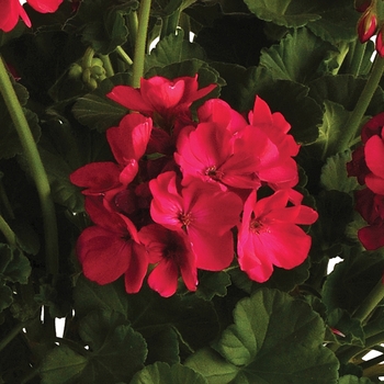 Pelargonium x hortorum 'Fuchsia' 