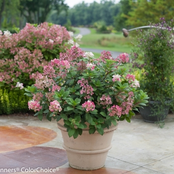 Hydrangea paniculata 'SMHPLQF' PP25136, Can 5406