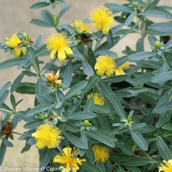 Hypericum kalmianum 'Blues Festival®'