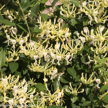 Lonicera periclymenum 'Scentsation' (133222)