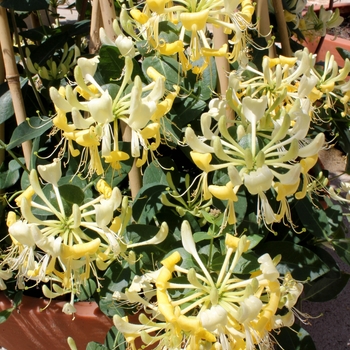 Lonicera periclymenum 'Scentsation'