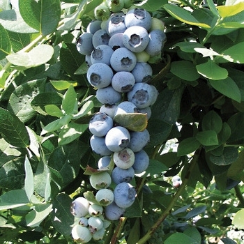 Vaccinium corymbosum 'Emerald' PP12165
