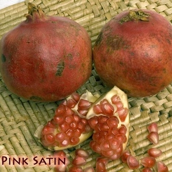 Punica granatum 'Pink Satin' 