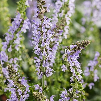 Salvia nemorosa Color Spires® 'Crystal Blue'