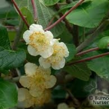 Actinidia chinensis 'Tomuri' 