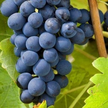Vitis vinifera 'Syrah' 