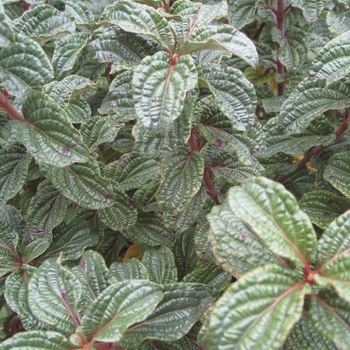 Cornus stolonifera 'Pucker Up!®'