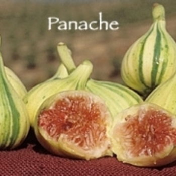 Ficus carica 'Panache' 