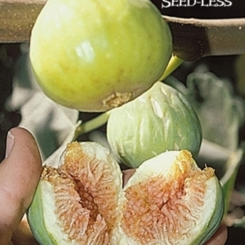 Ficus carica 'Janice Seed-Less Kadota' 