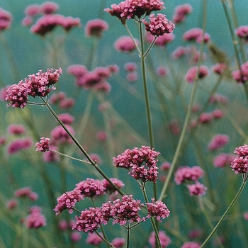 Verbena bonariensis 'Buenos Aries'