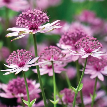 Astrantia major 'Rosea' 