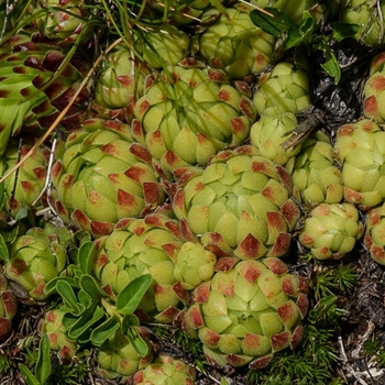 Sempervivum globiferum subsp. allionii