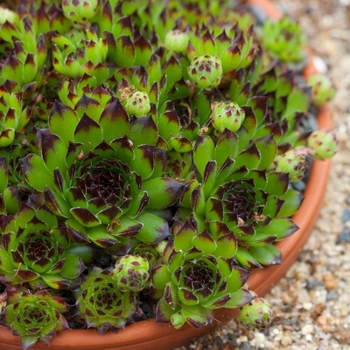 Sempervivum 'Reinhardt' 