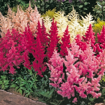 Astilbe x arendsii 