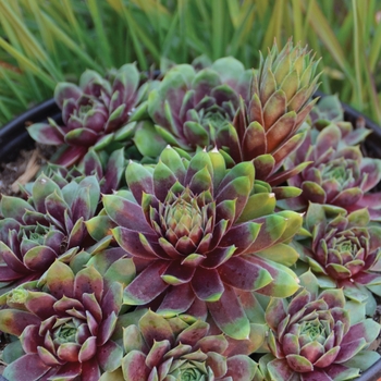 Sempervivum 'Ruby Heart' 