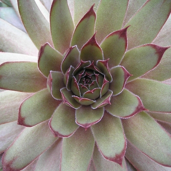 Sempervivum 'Red Beauty' 