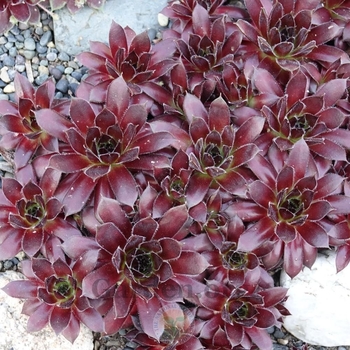 Sempervivum 'Jeanne d'Arc' 