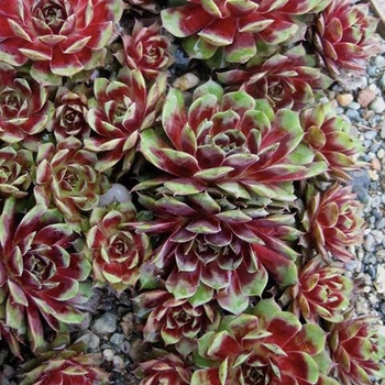 Sempervivum 'Kalinda' 