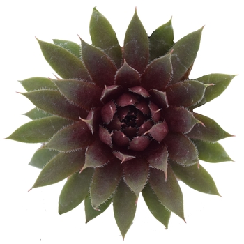 Sempervivum calcareum