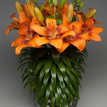 Lilium FantAsiatic 'Hot-Spot Orange'