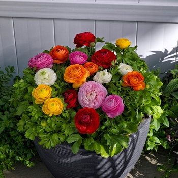 Ranunculus asiaticus var. nanus 'Bloomingdale II Mix' 