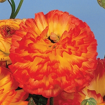 Ranunculus asiaticus 'Bloomingdale Orange Bicolor'