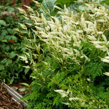 Aruncus aethusifolius