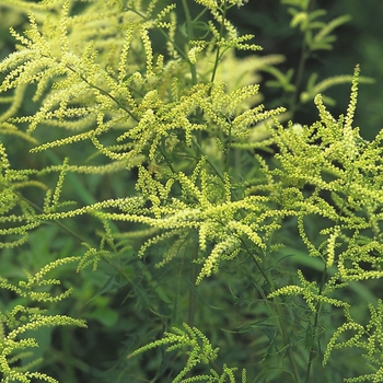 Aruncus dioicus 'Kneiffii-Hybrid' 