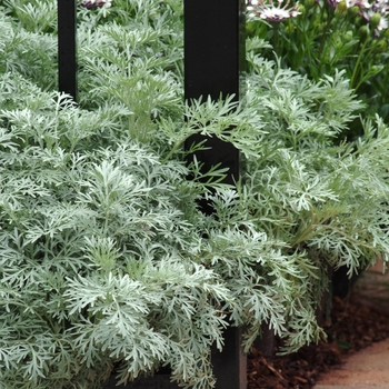 Artemisia 'Powis Castle'