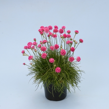 Armeria maritima 'Ministicks Rose' 