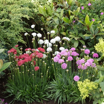 Armeria pseudarmeria Ballerina 'Mix'