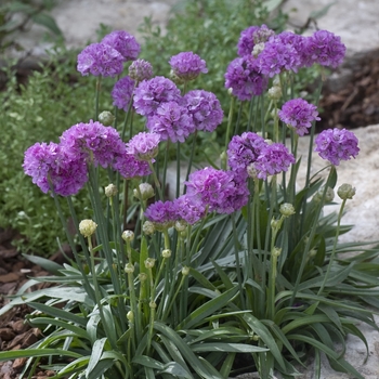 Armeria pseudarmeria 'Lilac' 