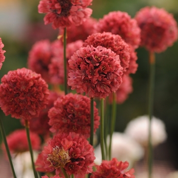 Armeria pseudarmeria Ballerina 'Red'