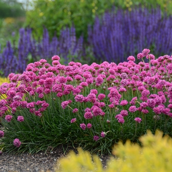 Armeria maritima 'Bloodstone' 