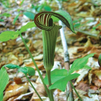 Arisaema triphyllum 