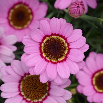 Argyranthemum 'Pink Halo' US Utility Patent 8,344,229