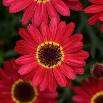 Argyranthemum 'Red' US Utility Patent 8,344,229