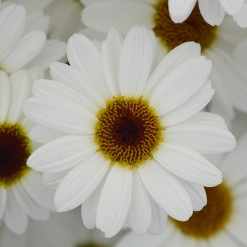 Argyranthemum 'White' US Utility Patent 8,344,229