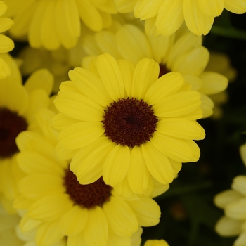 Argyranthemum 'Yellow' US Utility Patent 8,344,229