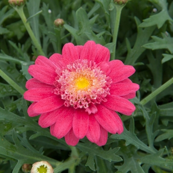 Argyranthemum frutescens 'Hot Pink' 