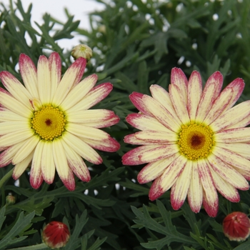 Argyranthemum frutescens 'Pink Lemonade' 