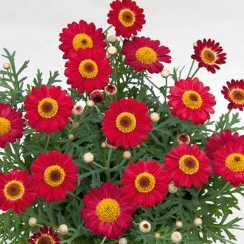 Argyranthemum frutescens 'Red' 