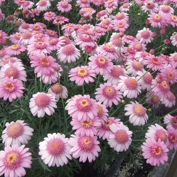 Argyranthemum frutescens 'Rose' 