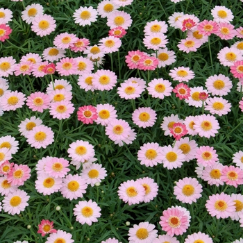 Argyranthemum frutescens LaRita™ 'Salmon Pink'