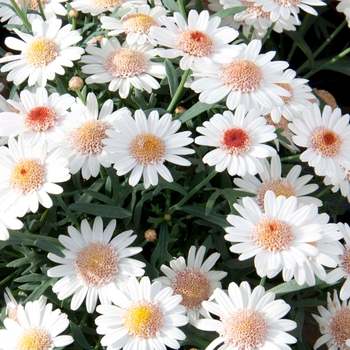 Argyranthemum frutescens 'Toffee' 