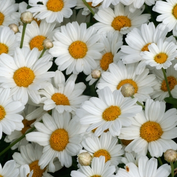 Argyranthemum frutescens 'White' 