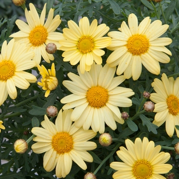 Argyranthemum frutescens 'Yellow' 